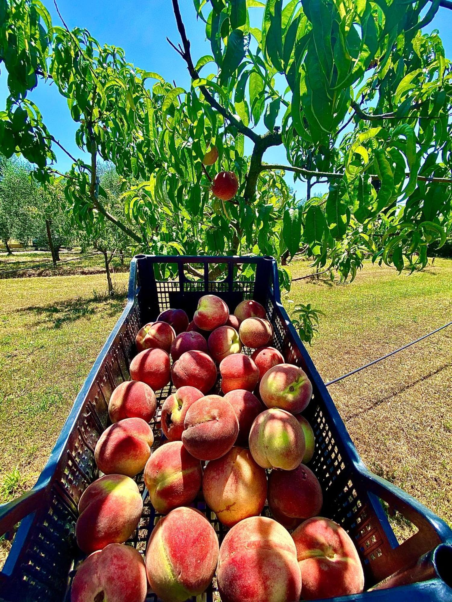 Agriturismo Re Di Fiori Donoratico Dış mekan fotoğraf