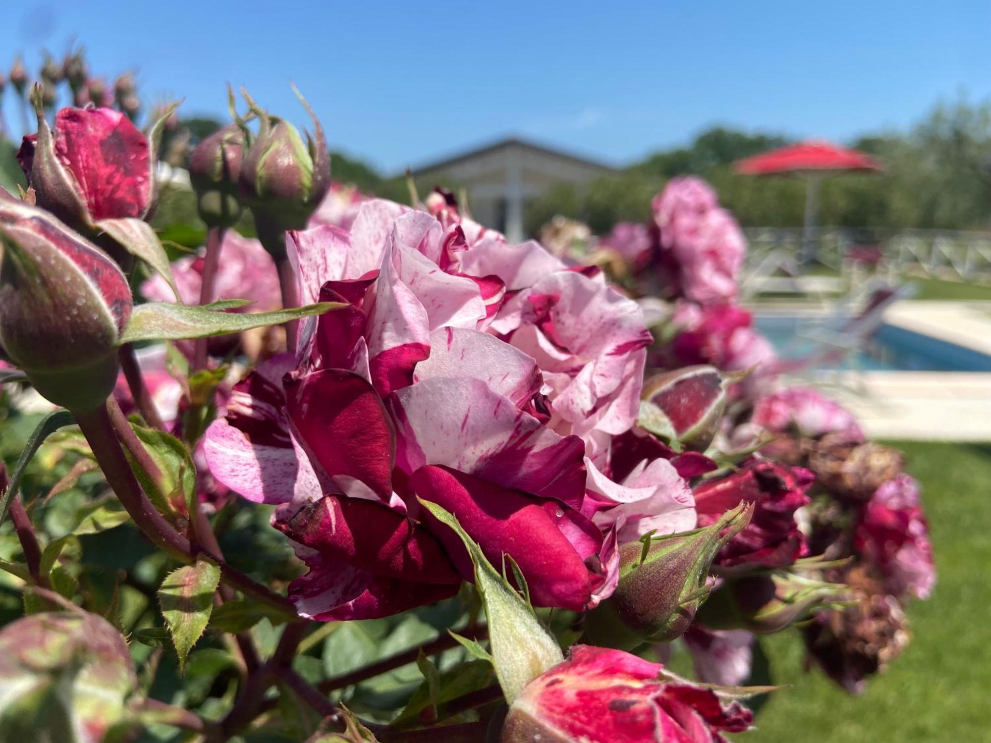 Agriturismo Re Di Fiori Donoratico Dış mekan fotoğraf