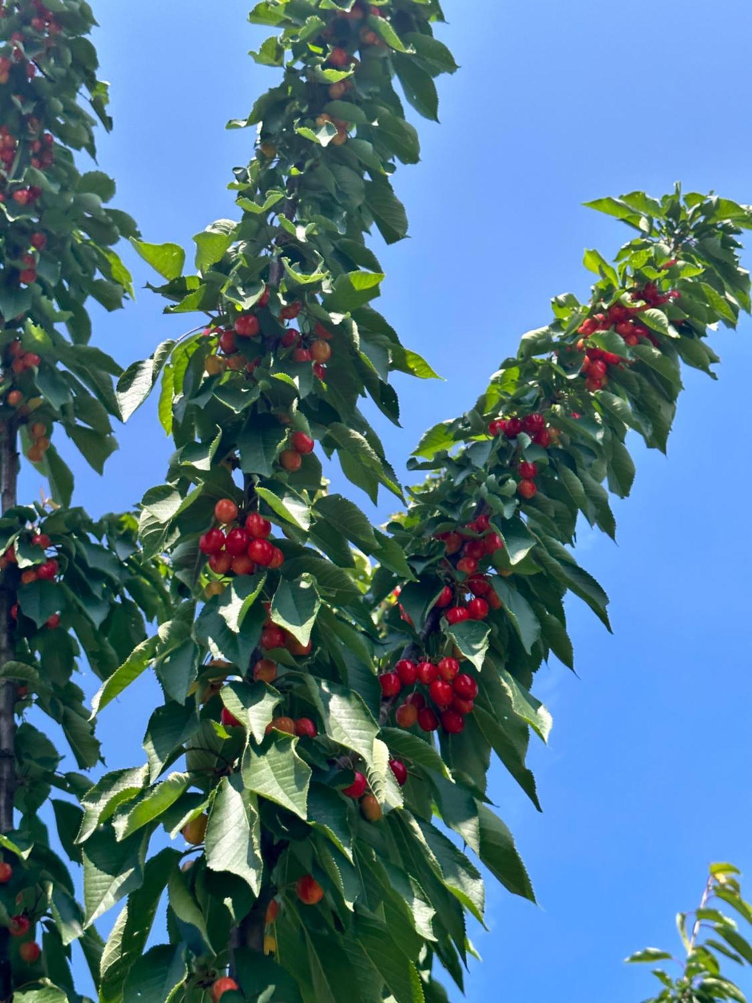 Agriturismo Re Di Fiori Donoratico Dış mekan fotoğraf