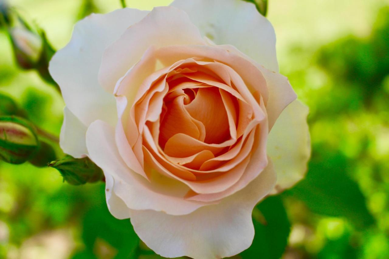 Agriturismo Re Di Fiori Donoratico Dış mekan fotoğraf